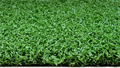Искусственная трава CCGrass – Golf TMS-GD-13
