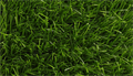 Искусственная трава CCGrass - Sense ECO 50-15 TMS-PG-8031