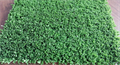Спортивный газон CCGrass — Tennis pro TMS-CCT-1